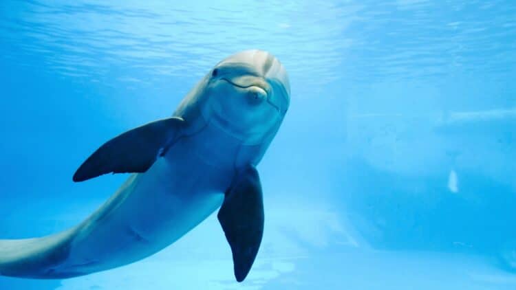 Dolphins wear “sea wigs” as a symbol of love and creativity under the ocean