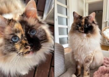 The Ragdoll cat with the half-and-half face that has become the most beautiful in the feline world