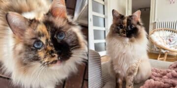 The Ragdoll cat with the half-and-half face that has become the most beautiful in the feline world