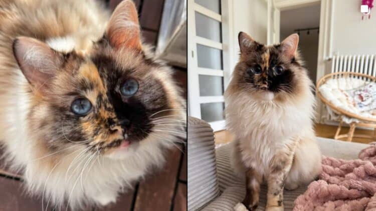 The Ragdoll cat with the half-and-half face that has become the most beautiful in the feline world