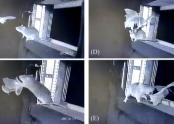 Spy camera placed on rats and discovered that rats have learned to hunt bats