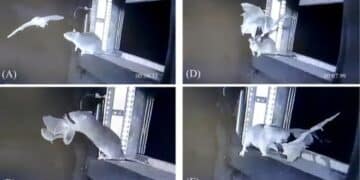 Spy camera placed on rats and discovered that rats have learned to hunt bats
