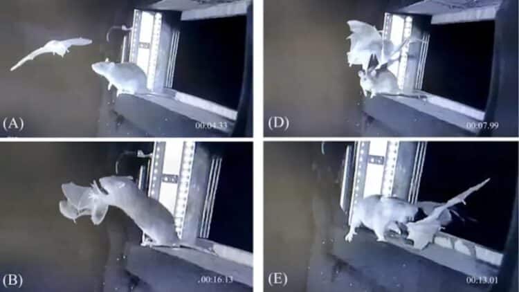 Spy camera placed on rats and discovered that rats have learned to hunt bats