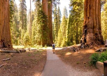 Redwood National and State Parks authorities confirm an unprecedented spate of thefts