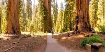 Redwood National and State Parks authorities confirm an unprecedented spate of thefts
