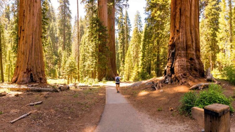 Redwood National and State Parks have a serious problem - authorities confirm an unprecedented spate of thefts - here's what's being stolen the most 1 Redwood National and State Parks authorities confirm an unprecedented spate of thefts