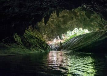 It's official - researchers find Desmoxytes chaofa, a new dragon-like species, in Thailand