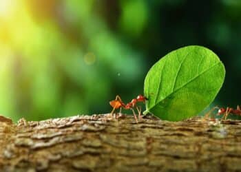 What a child found playing among the trees revealed a secret that united scientists around the world