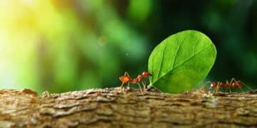 What a child found playing among the trees revealed a secret that united scientists around the world