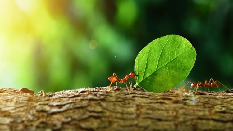 It's official - what a child found playing among the trees revealed a secret that united scientists around the world 1 What a child found playing among the trees revealed a secret that united scientists around the world