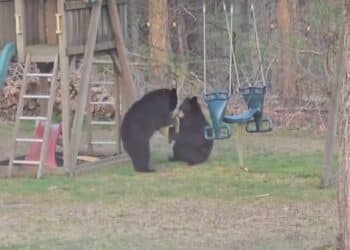 Viral video of a bear family using swings and slides thrills the world