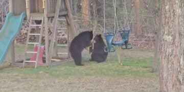 Viral video of a bear family using swings and slides thrills the world