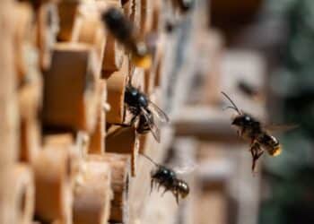 Philip Morris installs bee hotels on its farms to restore ecosystems