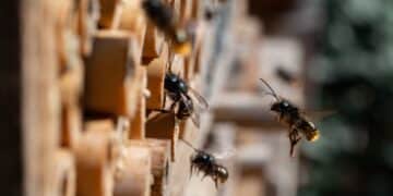 Philip Morris installs bee hotels on its farms to restore ecosystems