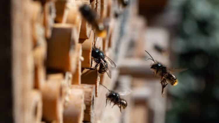It's official - Philip Morris installs bee hotels on its farms to restore ecosystems - new corporate strategy against agricultural pollution 1 Philip Morris installs bee hotels on its farms to restore ecosystems