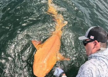 A bright orange shark with white eyes appears in Costa Rica—an unprecedented genetic discovery