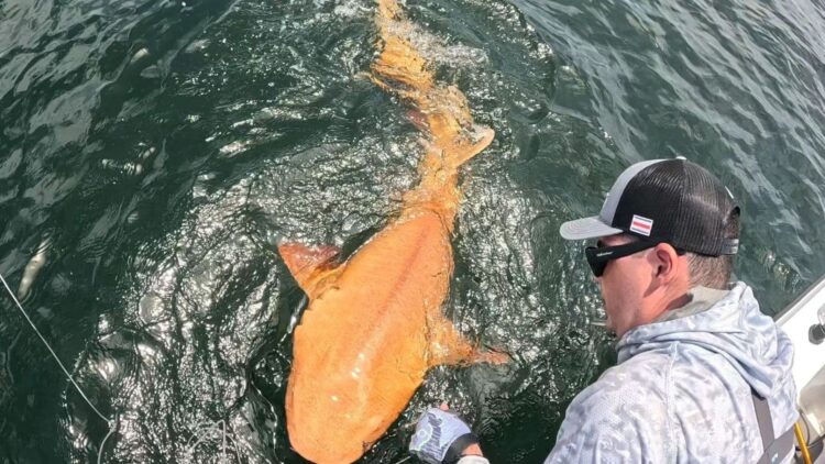 A bright orange shark with white eyes appears in Costa Rica—an unprecedented genetic discovery 1 A bright orange shark with white eyes appears in Costa Rica—an unprecedented genetic discovery