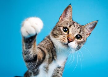 A study reveals that cats strengthen empathy and emotional health in young people