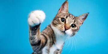 A study reveals that cats strengthen empathy and emotional health in young people