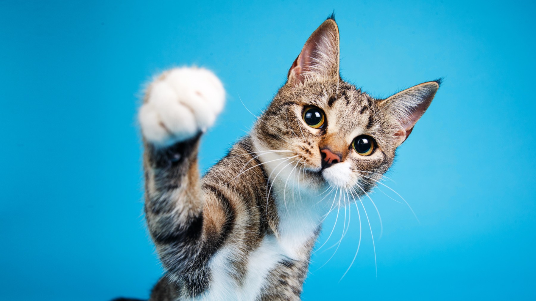 Confirmed—a study reveals that cats strengthen