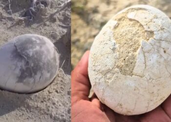 It's official—Argentine scientists discover a perfectly preserved dinosaur egg in Patagonia