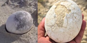 It's official—Argentine scientists discover a perfectly preserved dinosaur egg in Patagonia