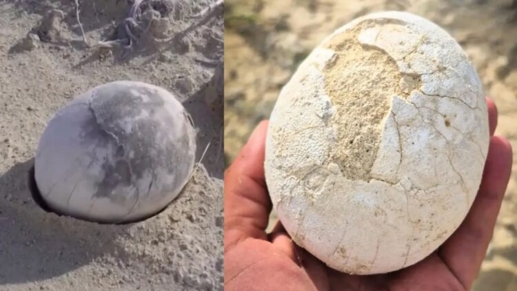 It's official—Argentine scientists discover a perfectly preserved dinosaur egg in Patagonia 1 It's official—Argentine scientists discover a perfectly preserved dinosaur egg in Patagonia
