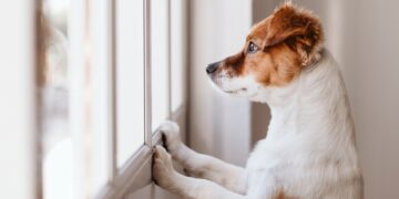 Goodbye to barking—Findlay bans noise from all pets