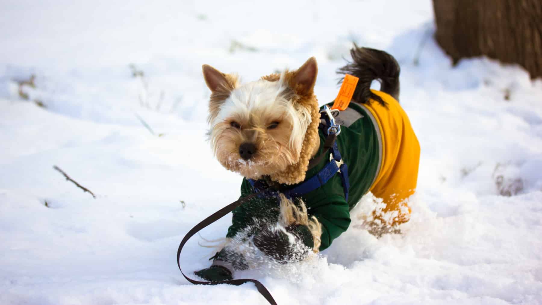 How to protect your dog from the cold—expert advice on preventing frostbite and paw injuries