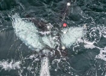 Baby whale dies entangled in a shark net and reopens the debate