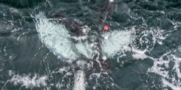 Baby whale dies entangled in a shark net and reopens the debate