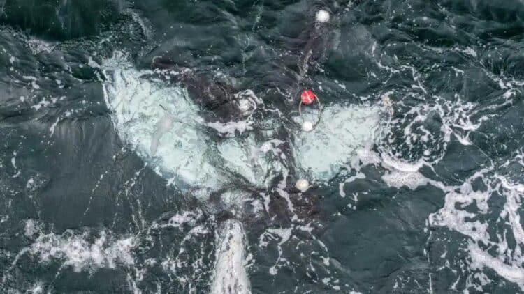 It's official - a baby whale dies entangled in a shark net and reopens the debate on this “cruel and ineffective” method 1 Baby whale dies entangled in a shark net and reopens the debate