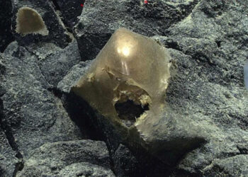 Confirmed—the mysterious “golden egg” found at 3,300 meters in Alaska could belong to an unknown species