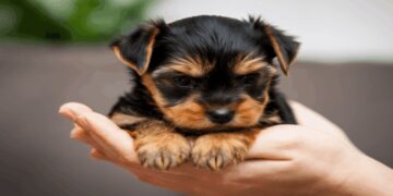 Goodbye to uncontrolled sales in Nevada—Las Vegas tightens its new pet law and establishes historic fines for irregular sellers