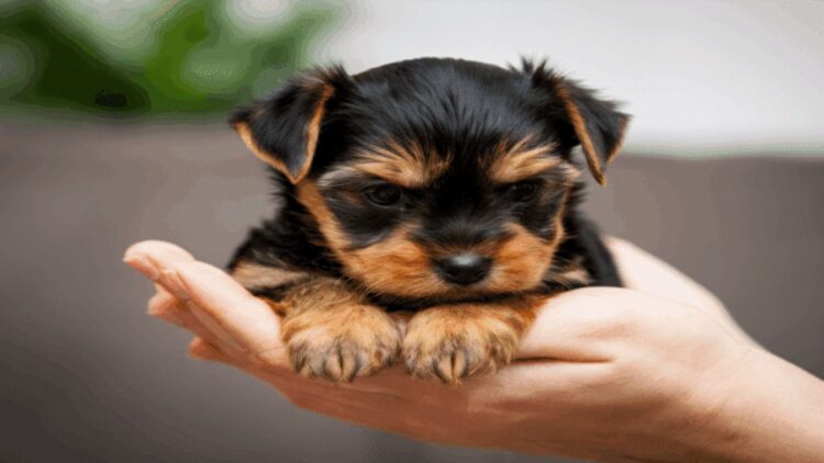 Goodbye to uncontrolled sales in Nevada—Las Vegas tightens its new pet law and establishes historic fines for irregular sellers