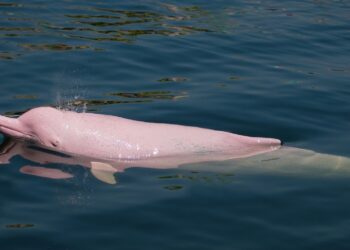 Amazon lakes reached 41°C, causing the mass death of hundreds of dolphins