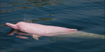 Amazon lakes reached 41°C, causing the mass death of hundreds of dolphins