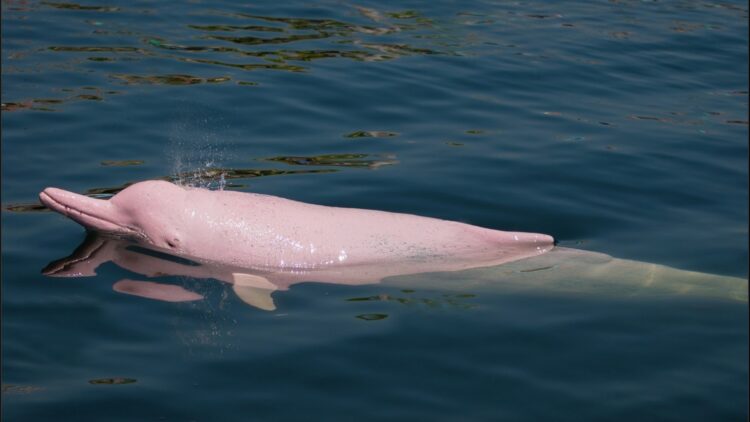 Farewell to the pink dolphins—Amazon lakes reached 41°C, causing the mass death of hundreds of dolphins 1 Amazon lakes reached 41°C, causing the mass death of hundreds of dolphins