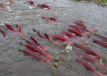Confirmed—Chinook salmon return to the Klamath River for the first time in decades, but now they are invading agricultural canals