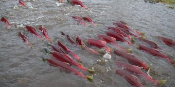 Confirmed—Chinook salmon return to the Klamath River for the first time in decades, but now they are invading agricultural canals