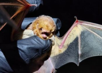 6 bat species emit green light under ultraviolet radiation