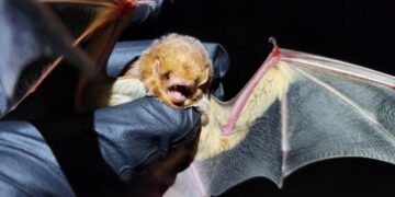 6 bat species emit green light under ultraviolet radiation