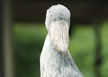 This is the “dinosaur bird” that has left tourists in Uganda speechless—and is in danger of extinction