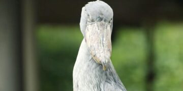 This is the “dinosaur bird” that has left tourists in Uganda speechless—and is in danger of extinction