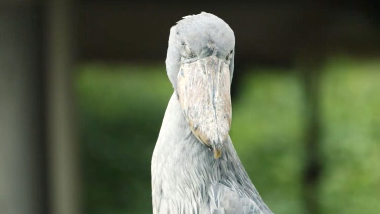 This is the “dinosaur bird” that has left tourists in Uganda speechless—and is in danger of extinction 1 This is the “dinosaur bird” that has left tourists in Uganda speechless—and is in danger of extinction