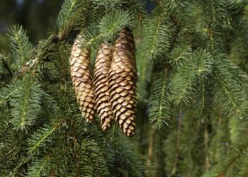 Confirmed—these trees contain tiny particles of gold in their leaves and could change mining forever 15 These trees contain tiny particles of gold in their leaves