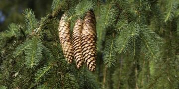 These trees contain tiny particles of gold in their leaves