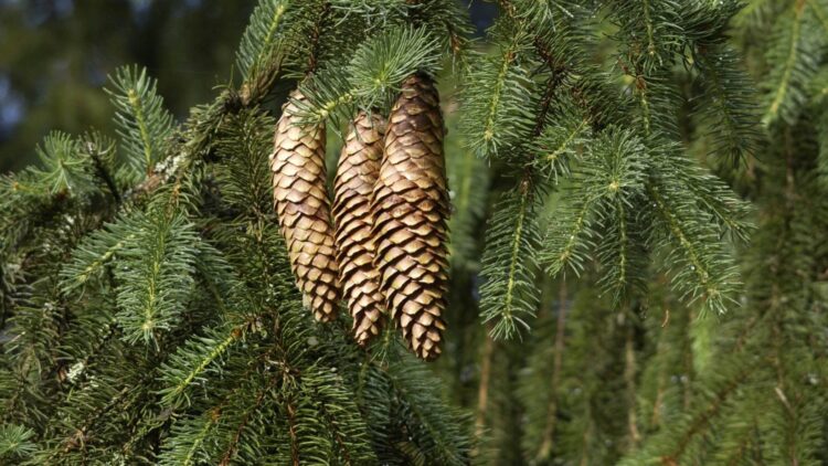 These trees contain tiny particles of gold in their leaves