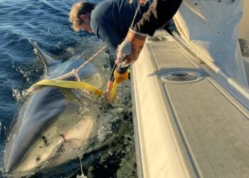Confirmed—Atlantic's most tracked great white shark reappears in New Jersey — researchers consider it key to historic discovery