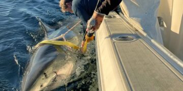 Confirmed—Atlantic's most tracked great white shark reappears in New Jersey — researchers consider it key to historic discovery
